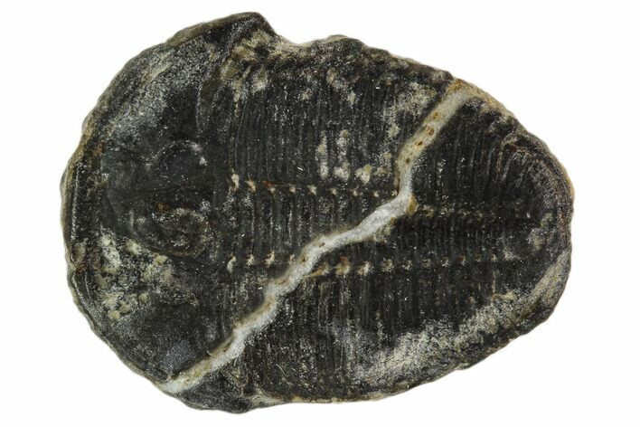 Bargain, Elrathia Trilobite Fossil - Utah #108647